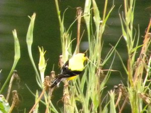 Iowa yellow bird