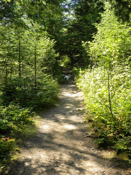 Cascade River Trail