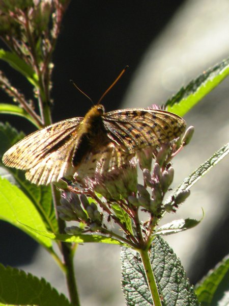 Cascade Butterfly