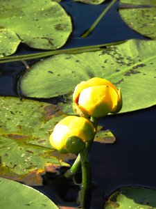 Brule Lake Flowers