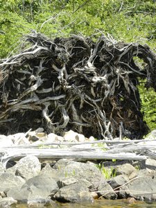 Stump Roots