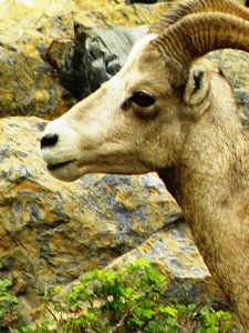 Bighorn Sheep detail