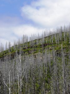 Glacier Dead Trees
