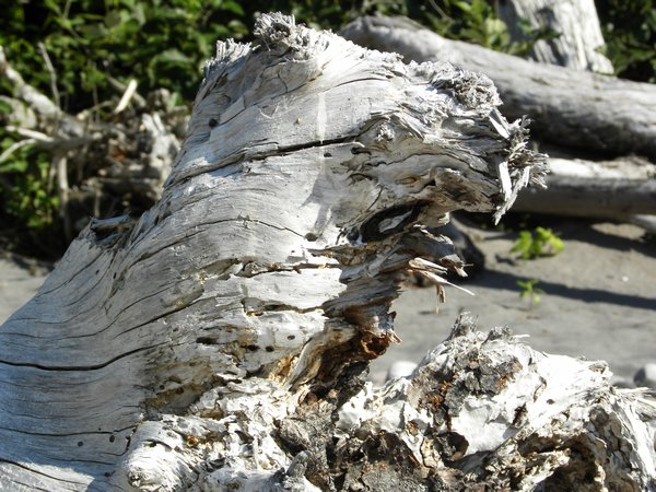 Carbon River Rainier Root Detail