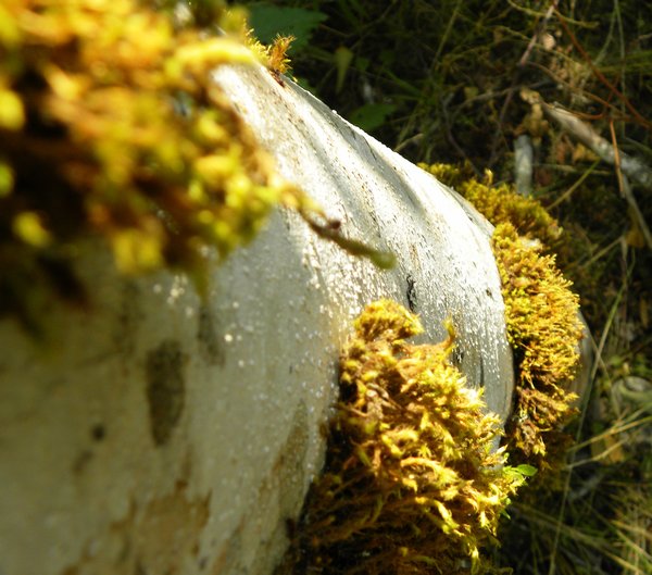 Carbon River Rainier Spruce Moss