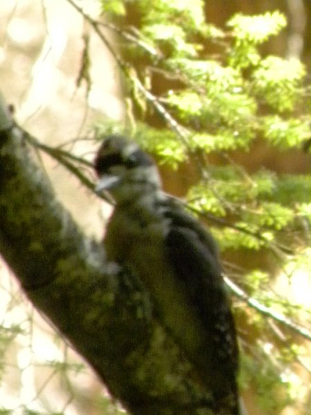 Rainier Bird