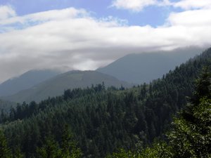 Forest Service Road View 4
