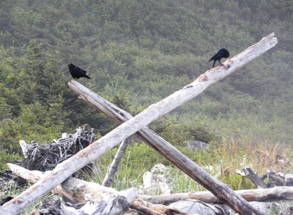 Campground Crows