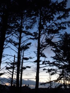 Rialto Beach Trees Sunset