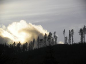 Olympic National Forest View 2a