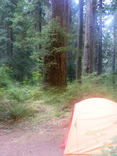 4 Campbell Tree Grove Campground View 5
