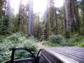 4 Campbell Tree Grove Campground View 3