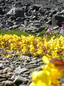 Glacier Basin Yellow Flowers 2