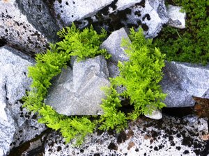 Plants on Rocks