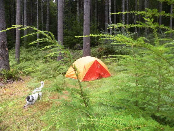 Gifford Pinchot National Forest Campsite View 2