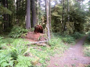Gifford Pinchot National Forest Picnic Site