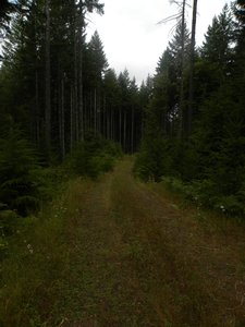 Gifford Pinchot National Forest Campsite View 6