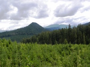 Gifford Pinchot National Forest to Windy Ridge Drive 3