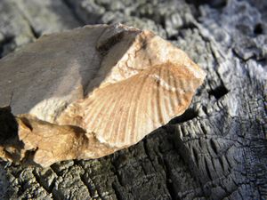 Returned Medicine Bow NF Rock Fossil