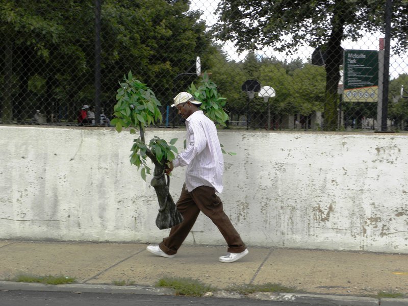 Chicago Man with Plants