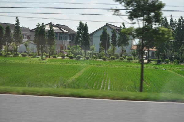 Small Rice Field