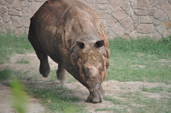 Raging Rhino!