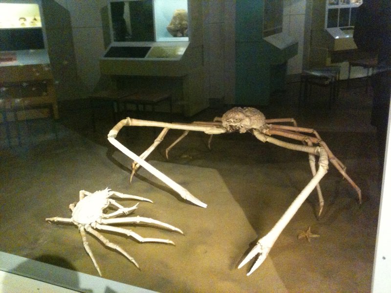 a giant japanese crab Photo.