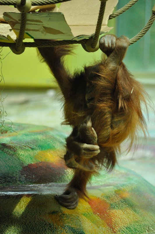 an orangutan fur ball