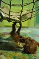 Orangutan babies