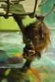 an orangutan fur ball