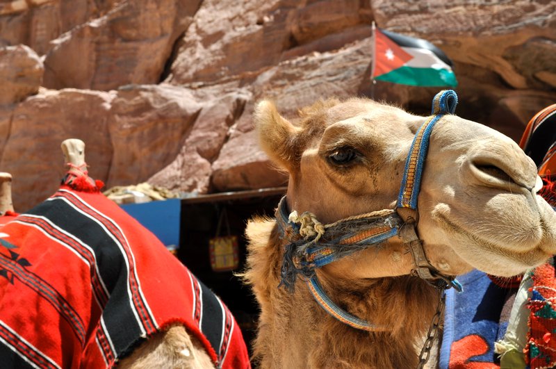 Camel Patriotism