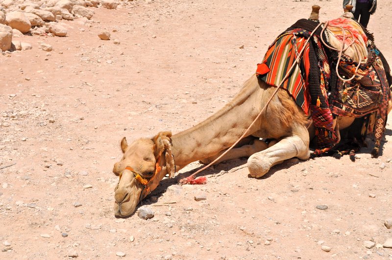sleepy camel is sleepy :)