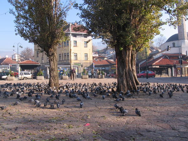 Pigeon square