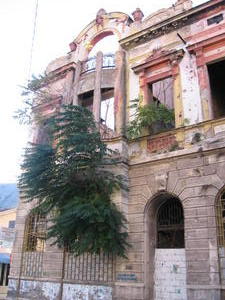 Tree growing in destroyed building