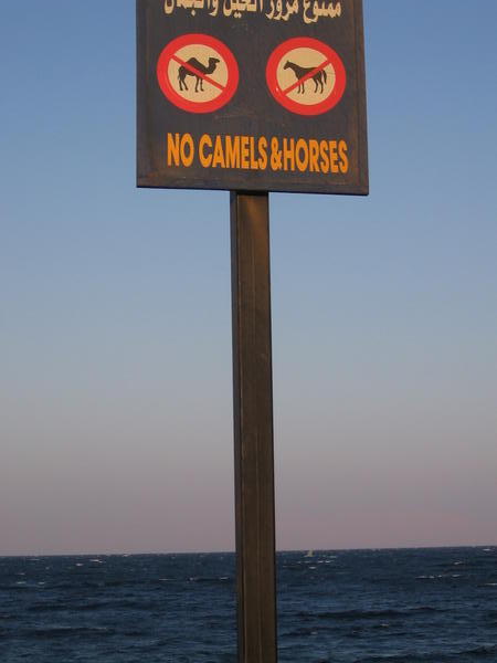 No camels!