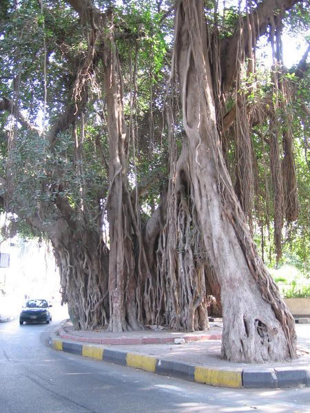 Tree near the Cairo Tower