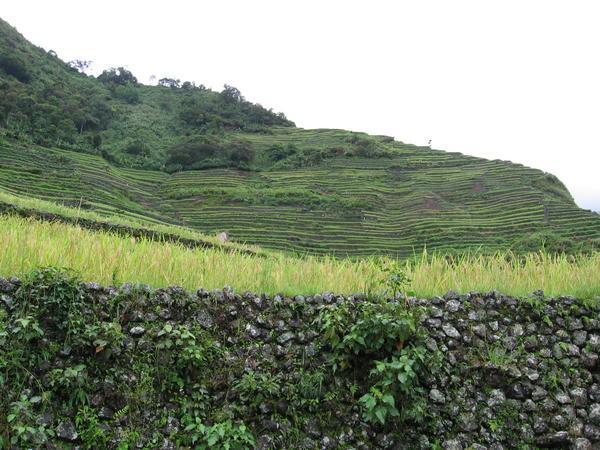 Rice terraces, close up
