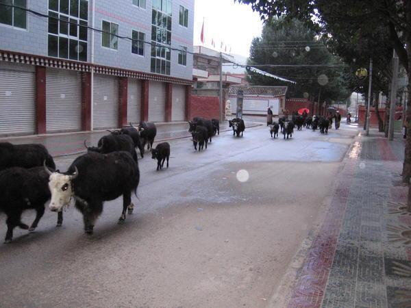 Yak parading in town