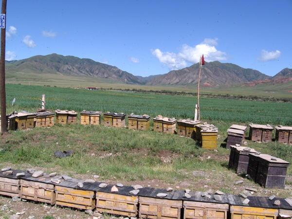 Bee Hives on the side of the road