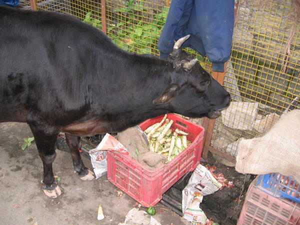 Cow eating street vegetables