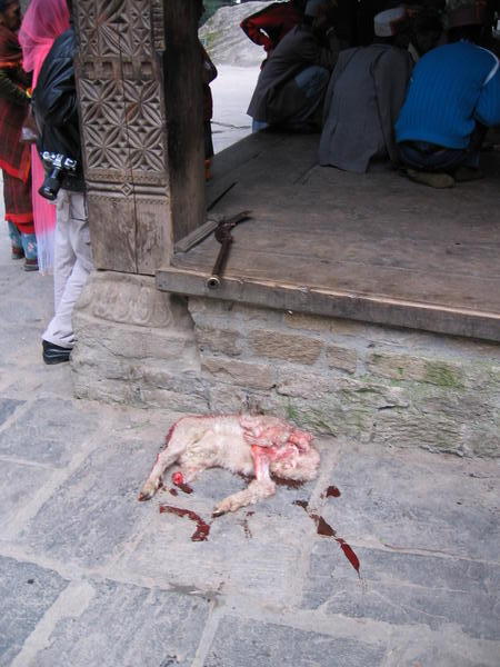 Slaughtered lamb