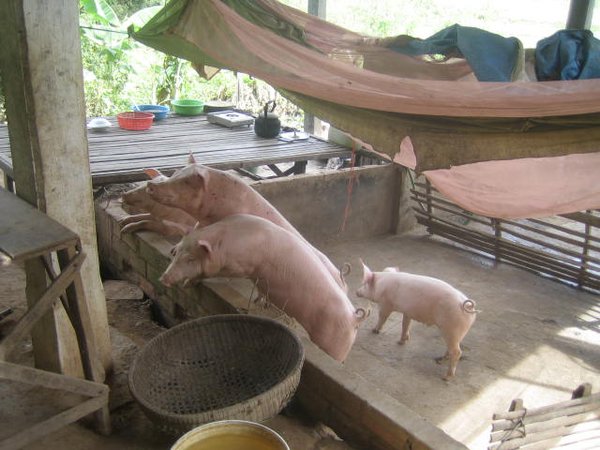 Pigs at our field site