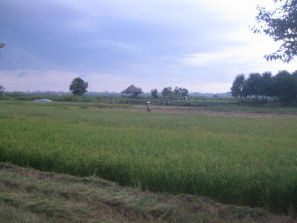 Storm over rice paddies