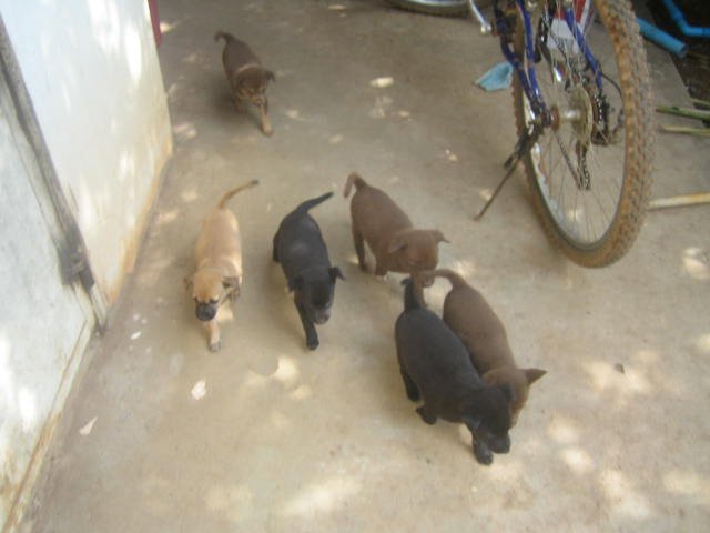 Puppies back home in the village