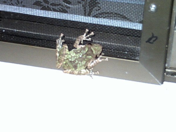 Froggy in the window