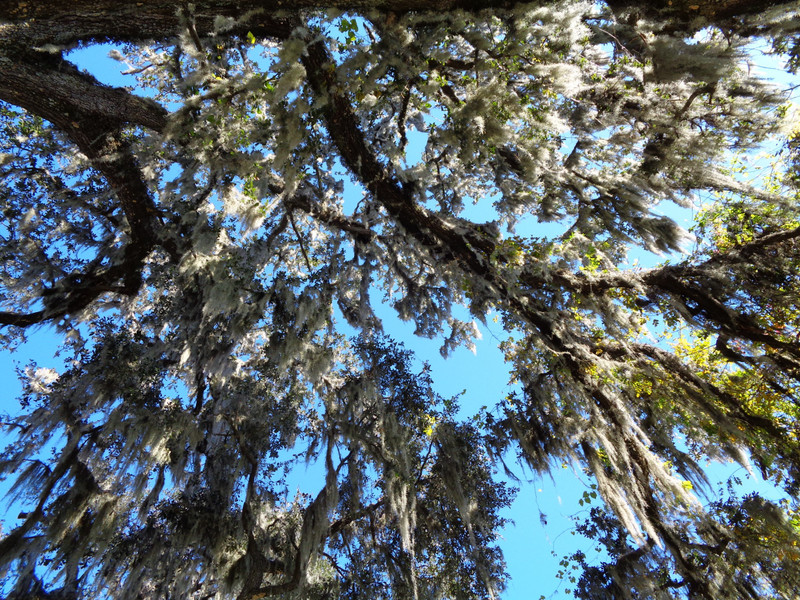 View Upward through the Oak Branches