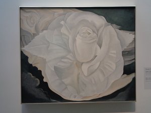 White Calico Rose