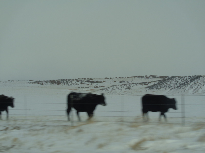 Cold Cows