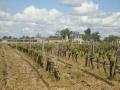 The vineyard's of Sauternes