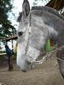 Alejandro the wonder horse